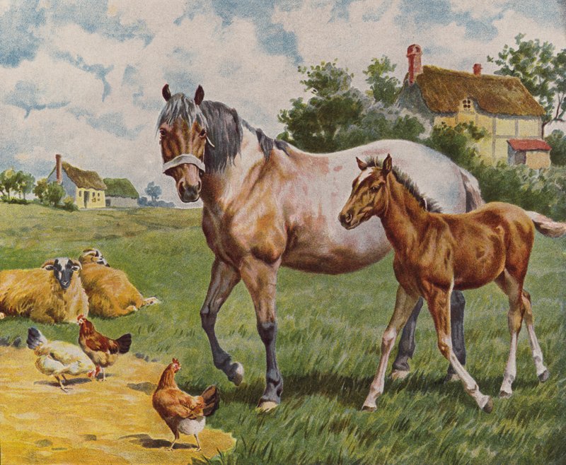 Cheval et poulain, moutons et poules - English School
