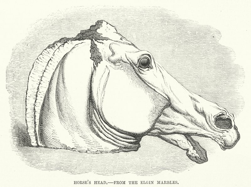 Tête de cheval, des marbres d