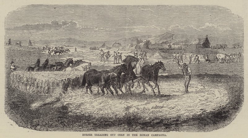 Chevaux foulant le maïs dans la Campagne romaine (gravure) - English School