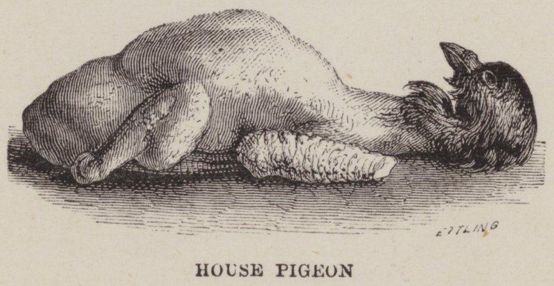 Pigeon domestique - English School