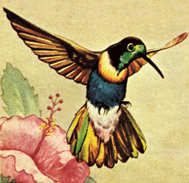 Colibri - English School