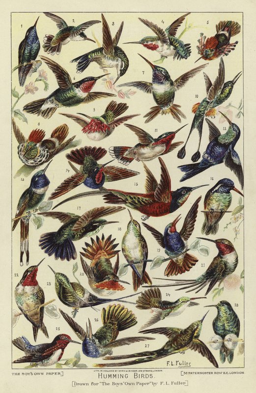 Colibris - English School