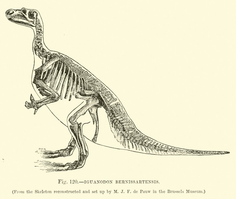 Iguanodon Bernissartensis - English School