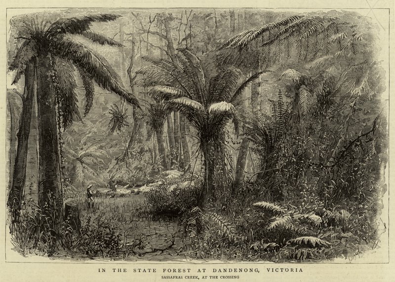Dans la forêt domaniale de Dandenong, Victoria - English School