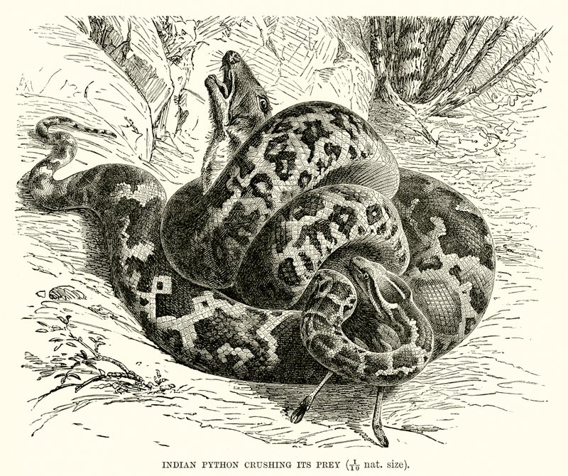 Python indien écrasant sa proie - English School