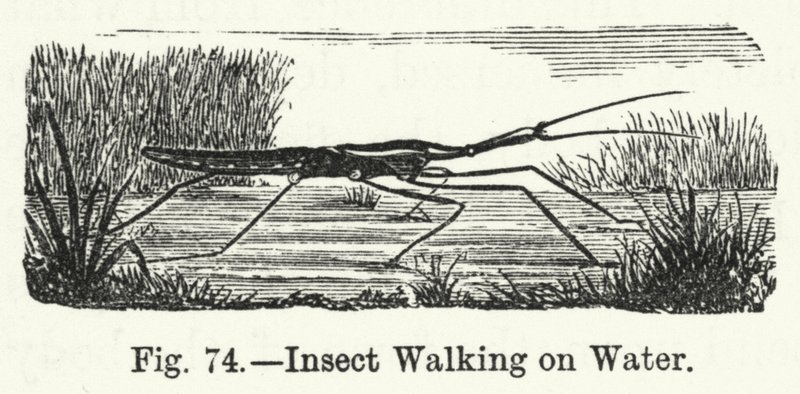 Insecte marchant sur l