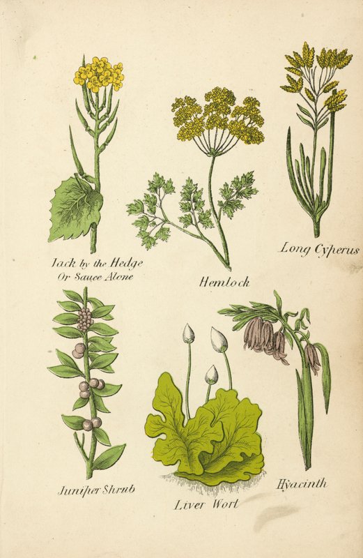 Alliaire, Ciguë, Cyperus long, Genévrier, Hépatique, Jacinthe - English School