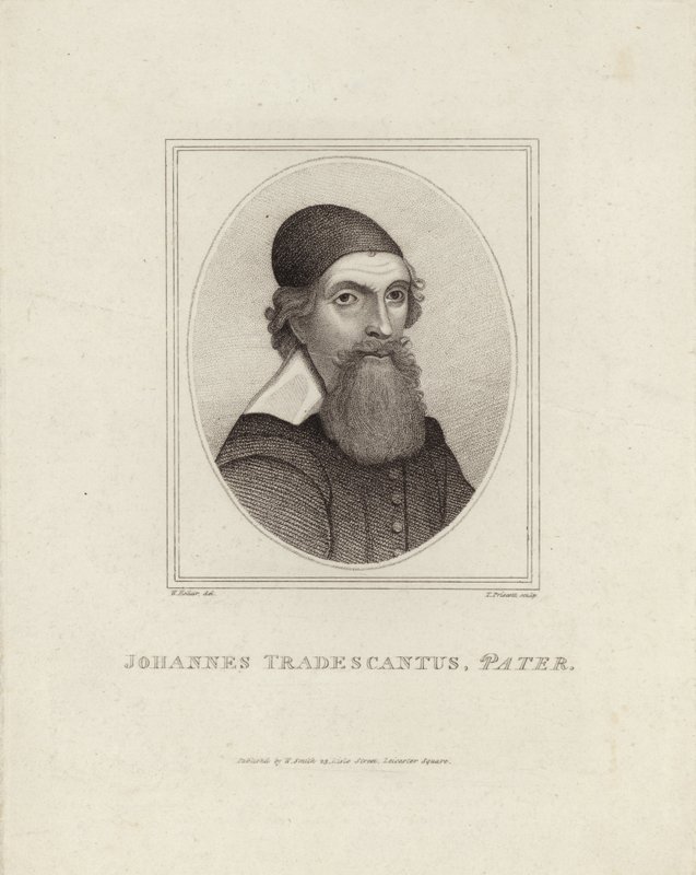 Johannes Tradescant le Père - English School