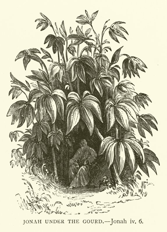 Jonas sous le ricin, Jonas, iv, 6 (gravure) - English School