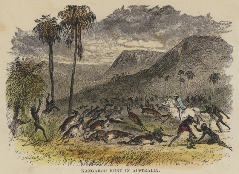 Chasse au kangourou en Australie - English School
