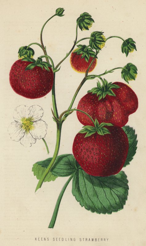Fraise Keen
