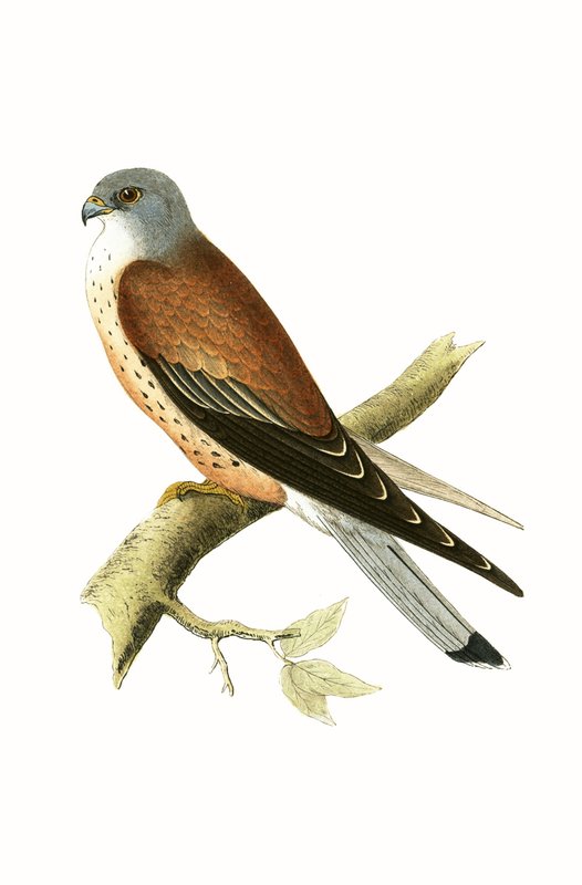 Faucon crécerelle, illustration de 