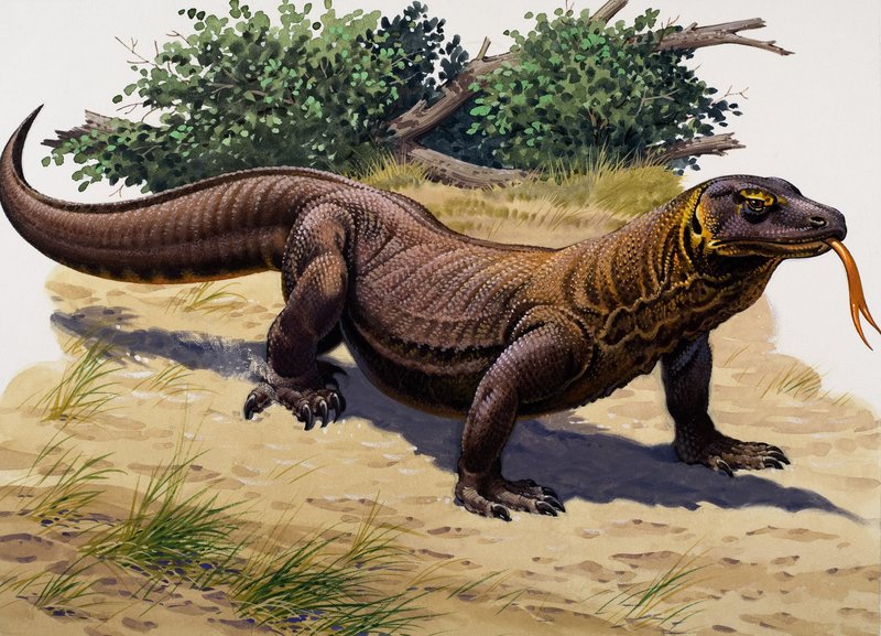Dragon de Komodo (gouache sur papier) - English School