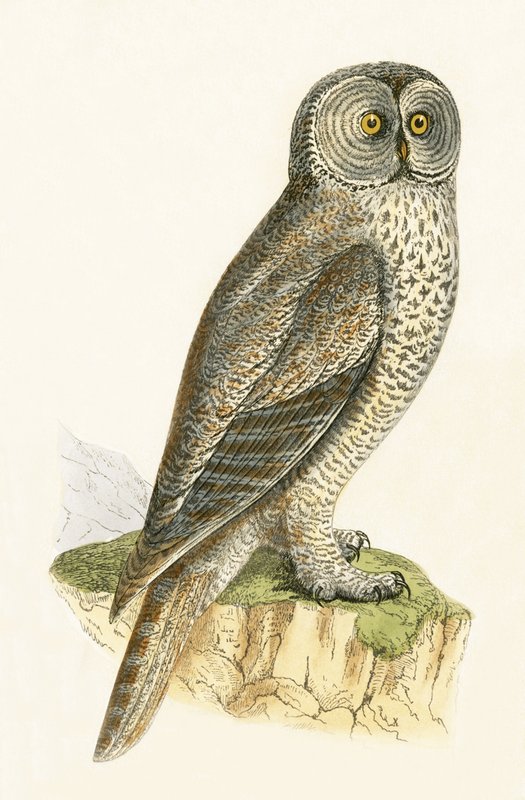 Chouette lapone, illustration de 