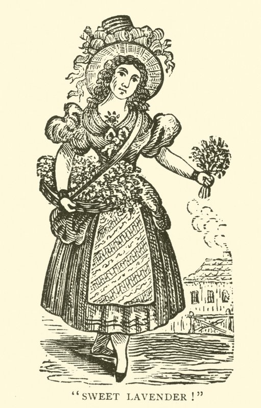Vendeur de lavande - English School