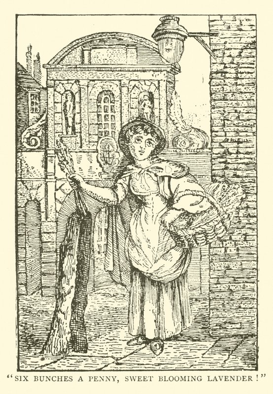 Vendeur de lavande - English School
