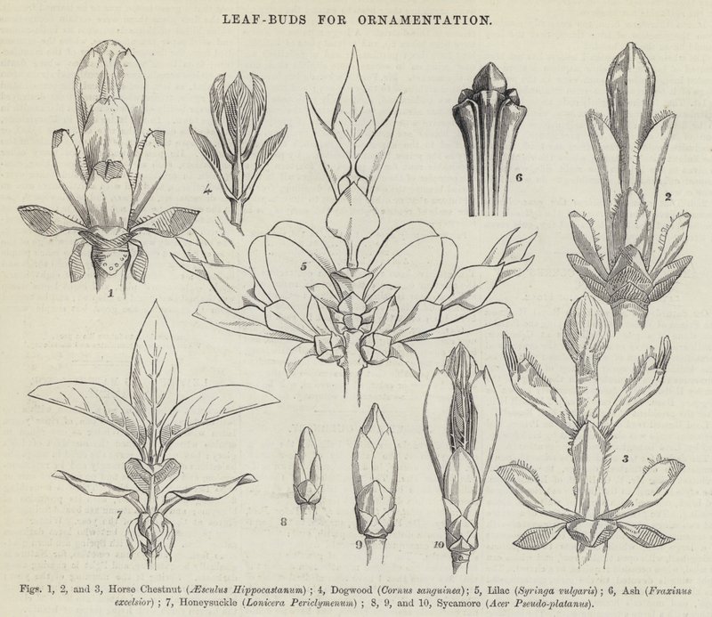 Bourgeons de Feuilles pour Ornementation - English School
