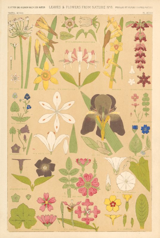 Feuilles et fleurs de la nature - English School