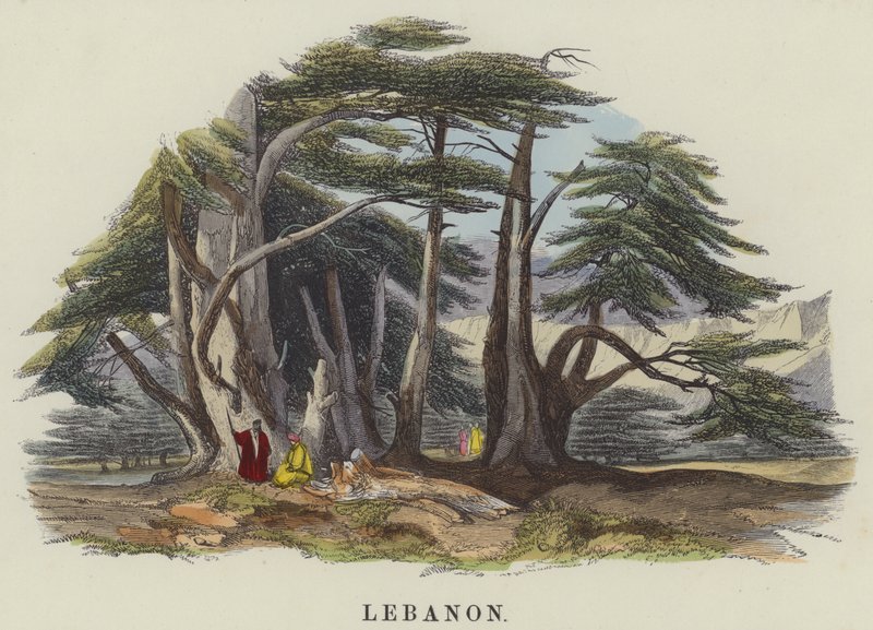 Liban - English School
