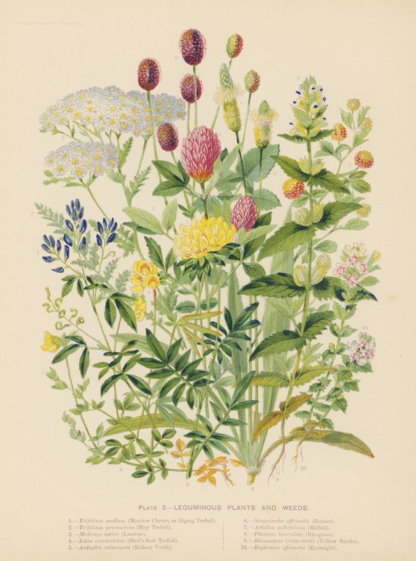 Plantes légumineuses et mauvaises herbes - English School