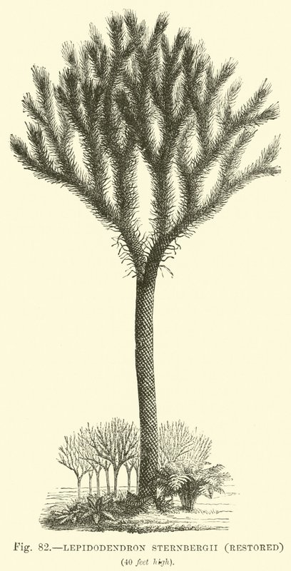 Lepidodendron Sternbergh, restauré - English School