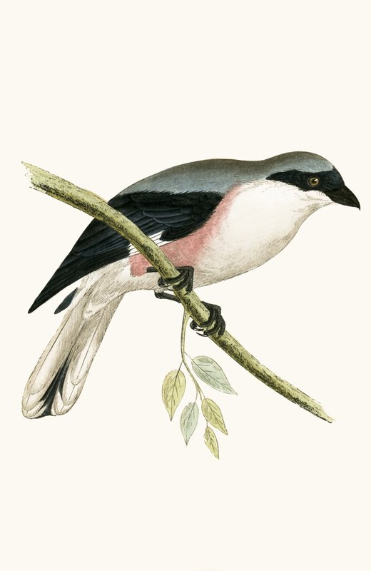 Pie-grièche grise, illustration de 