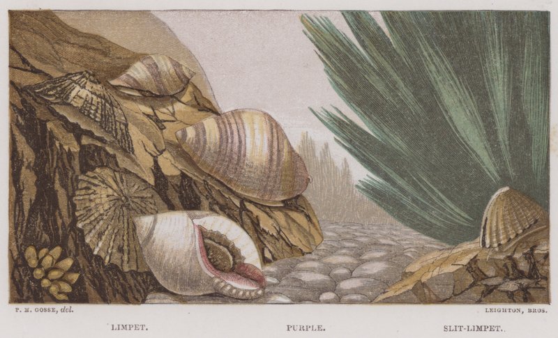 Patelle, Pourpre, Patelle fendue (lithographie en couleur) - English School