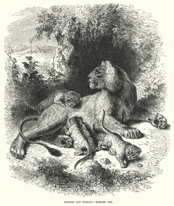 Lionne et petits, Ézéchiel XIX (gravure) - English School