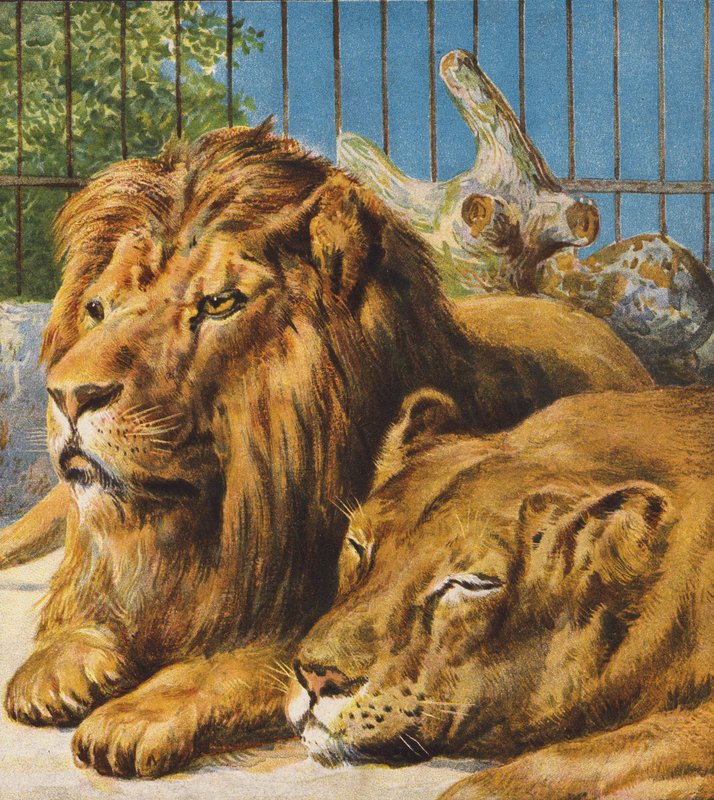 Lions - English School