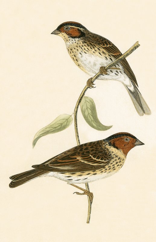Bruant nain, illustration de 
