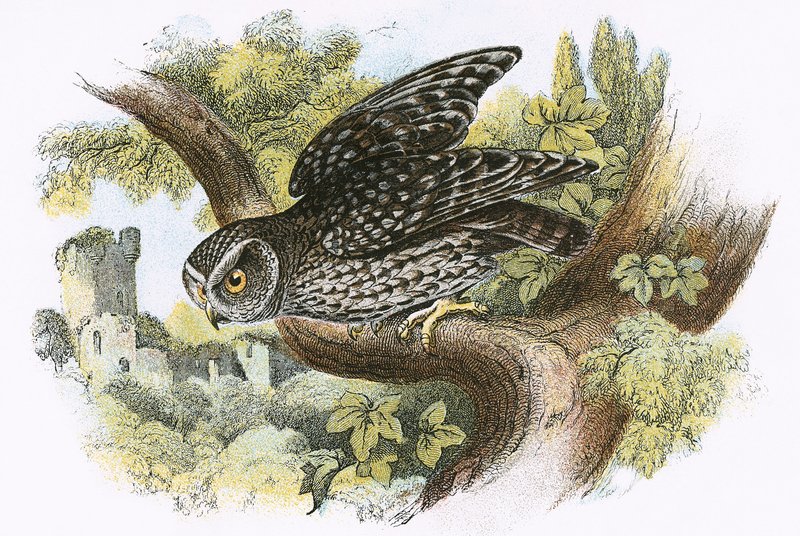 Petit Hibou - English School