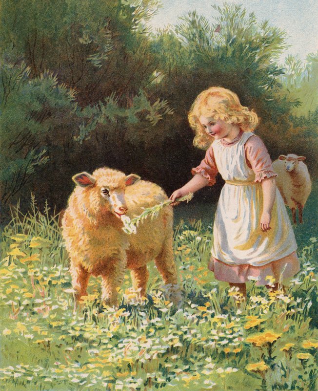 Petite fille nourrissant une fleur à un mouton dans un pré - English School