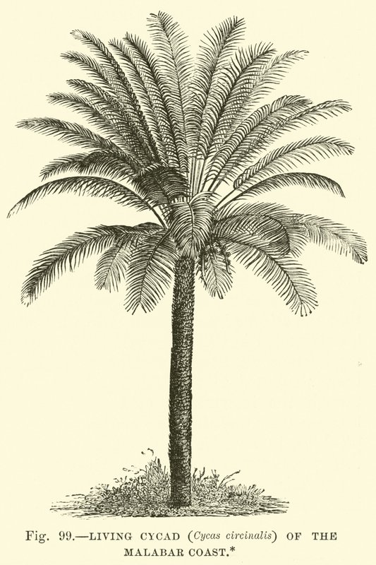 Cycade vivant (Cycas circinalis) de la côte de Malabar - English School