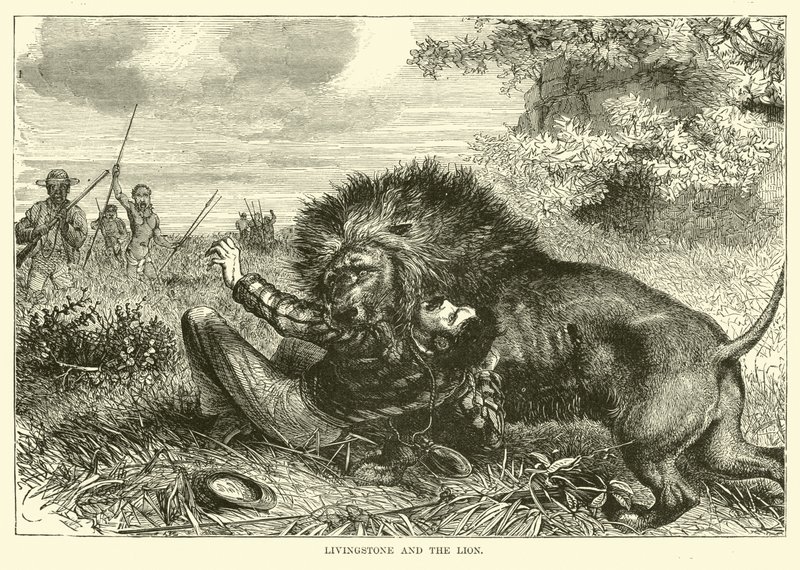 Livingstone et le lion - English School