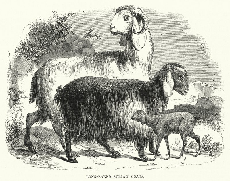 Chèvres syriennes à longues oreilles (gravure) - English School