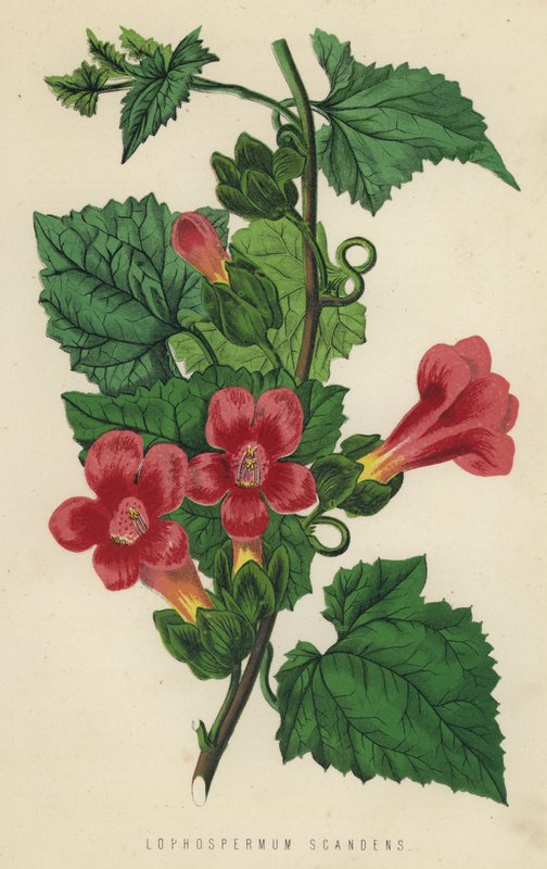 Lophospermum Scandens - English School
