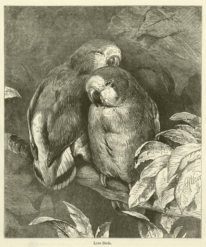 Oiseaux d