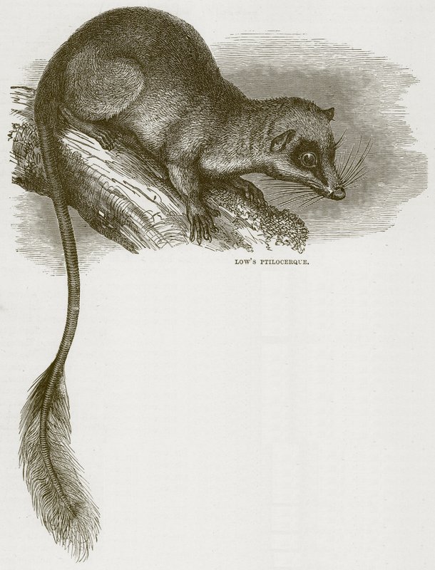 Ptilocerque de Low, illustration de Cassells Natural History - English School