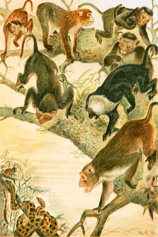 Macaques - English School