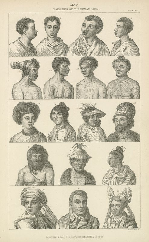 Homme. Variétés de la race humaine - English School