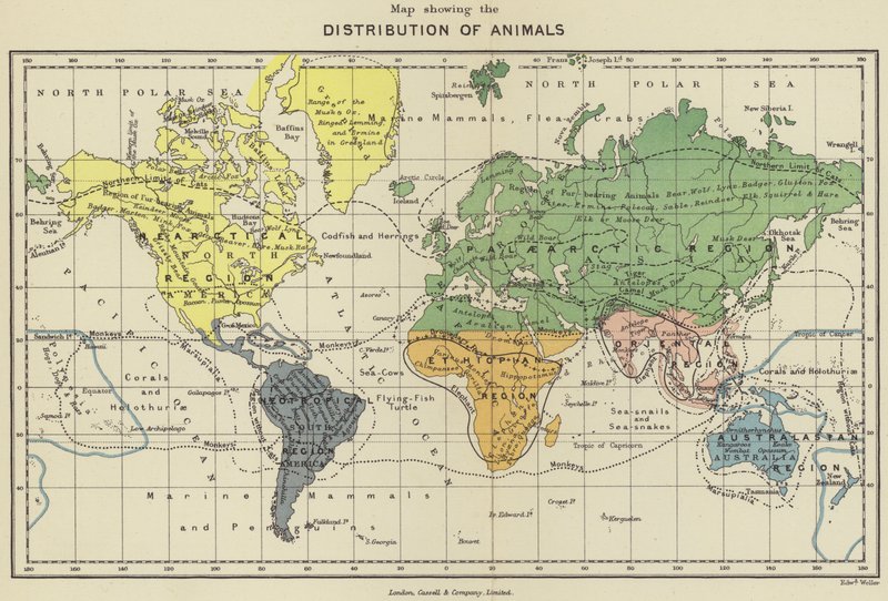 Carte montrant la distribution des animaux - English School
