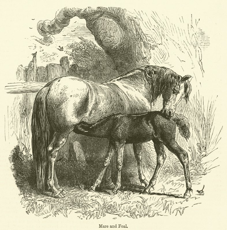 Jument et poulain (gravure) - English School