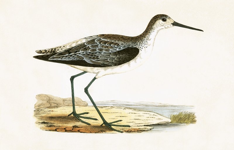Chevalier Gambette, illustration de 