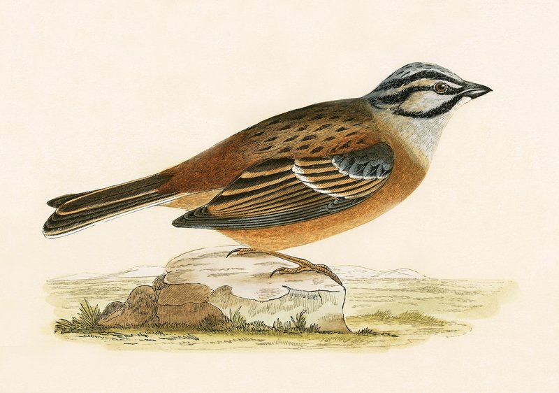 Bruant des prés, illustration de 