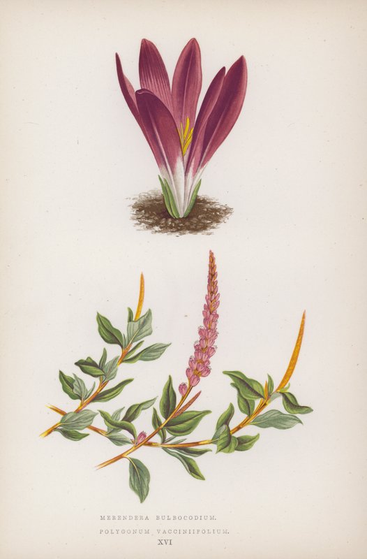Merendera Bulbocodium; Polygonum Vaccinifolium - English School