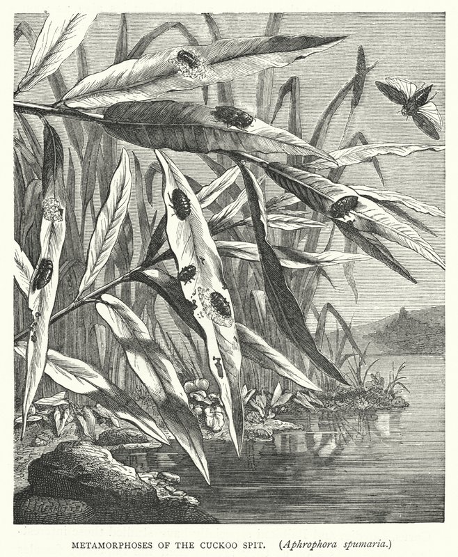 Métamorphoses de la Cicadelle écumeuse, Aphrophora spumaria - English School