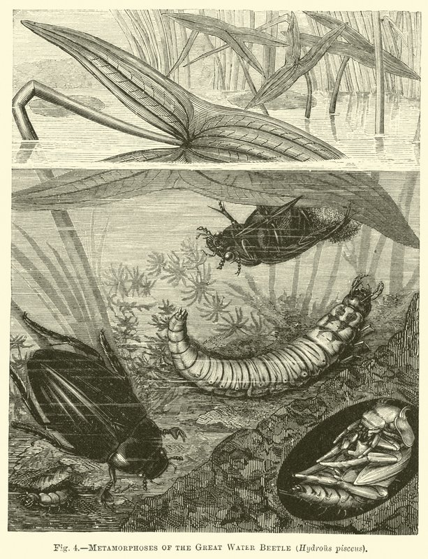Métamorphoses du grand coléoptère aquatique, Hydrous pisceus - English School