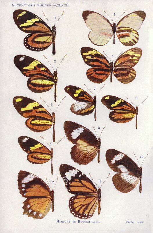 Mimétisme chez les papillons (lithographie en couleur) - English School