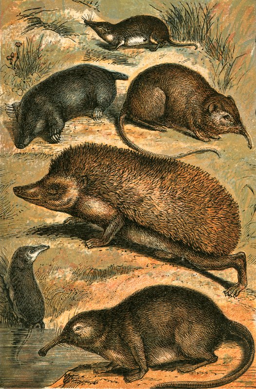 Taupe, Musaraigne, Musaraigne Éléphant, Hérisson, Musaraigne d