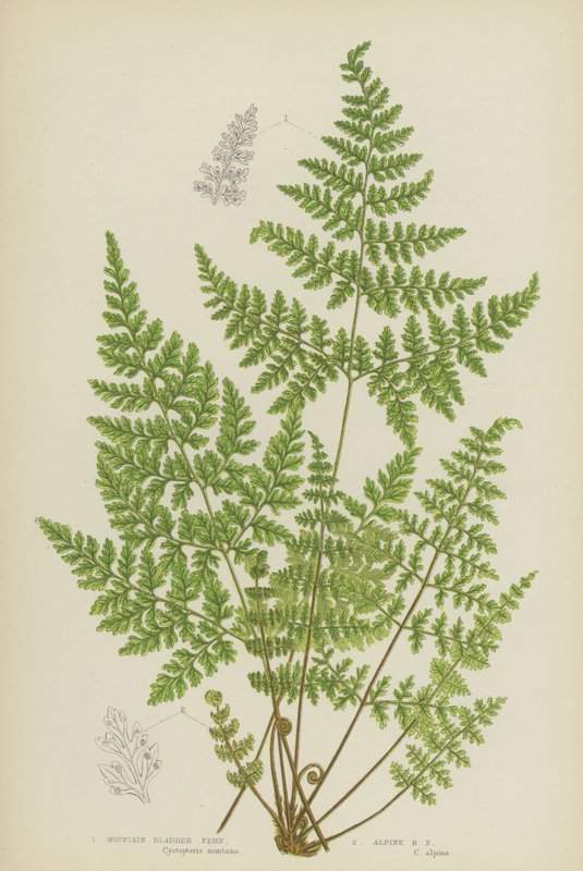 Fougère vessie des montagnes, fougère vessie alpine - English School